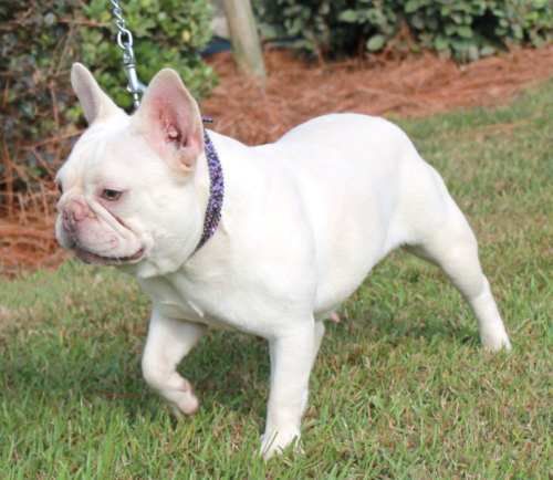 White French Bulldog